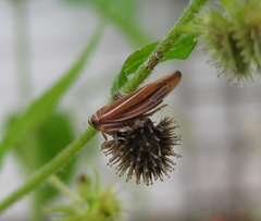 Idiodonus kennicotti