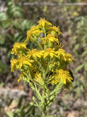 Solidago petiolaris
