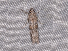Zamagiria australella
