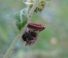 Idiodonus kennicotti