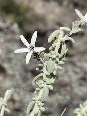 Cyphanthera albicans