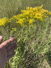 Solidago tortifolia