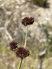 Juncus ensifolius