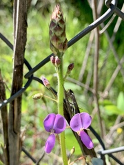 Desmodium uncinatum