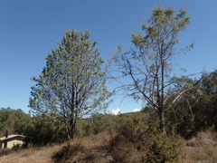 Cupressus stephensonii