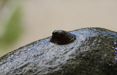 Ancylus fluviatilis