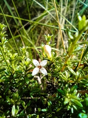 Arcytophyllum thymifolium