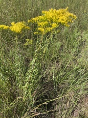 Solidago tortifolia