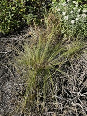 Carex hoodii