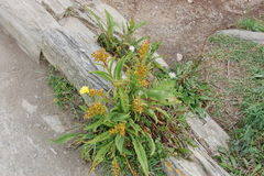 Solidago sempervirens