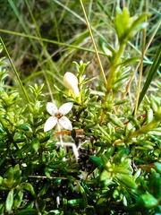 Arcytophyllum thymifolium