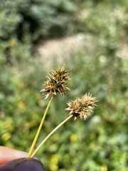 Carex hoodii