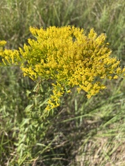 Solidago tortifolia