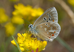 Polyommatus dorylas