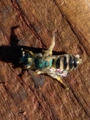 Agapostemon texanus