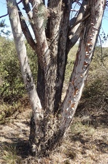 Cupressus stephensonii