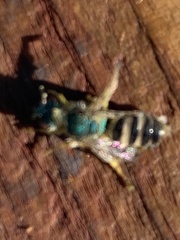 Agapostemon texanus