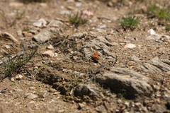 Euphydryas aurinia