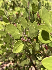 Arctostaphylos × benitoensis