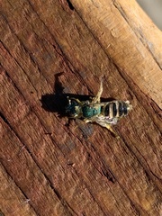 Agapostemon texanus