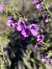Prostanthera stenophylla