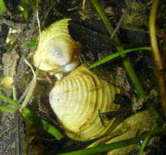 Corbicula fluminalis