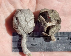 Cupressus stephensonii