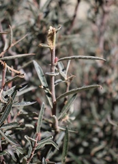 Salix breweri