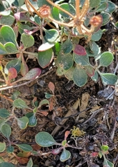 Eriogonum umbellatum
