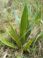 Furcraea andina