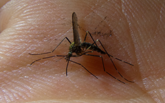 Culicinae