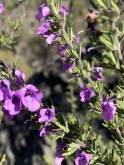 Prostanthera stenophylla