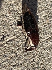 Sphenophorus aequalis