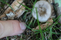 Cantharellula umbonata