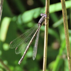 Lestes congener