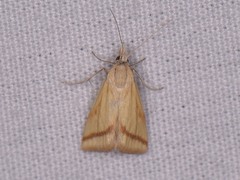 Microtheoris vibicalis
