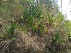 Furcraea andina