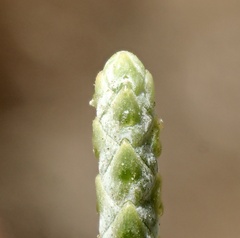 Cupressus stephensonii