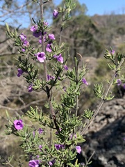 Prostanthera stenophylla