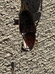 Sphenophorus aequalis