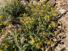 Senecio fremontii