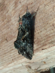 Ctenoplusia oxygramma