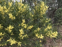 Acacia mucronata