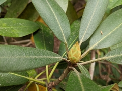 Rhododendron maximum