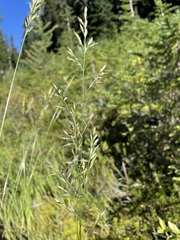 Festuca rubra