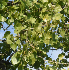 Populus deltoides