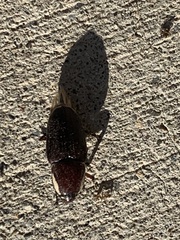 Sphenophorus aequalis