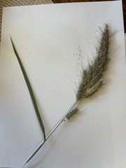 Echinochloa walteri