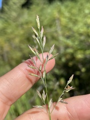 Festuca rubra