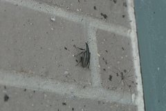 Diaprepes abbreviatus